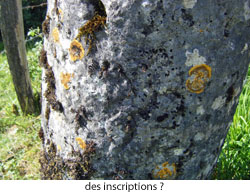 Borne Germagnat - détail